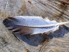 나의 악마(Berserker)