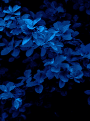 마음이 피곤해 삶을 사랑할 마음이 없다