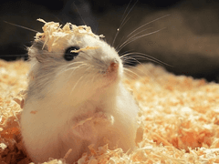 햄찌의 주인은 나야 - 14