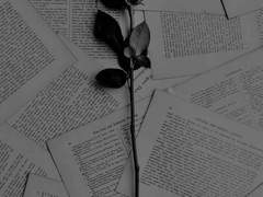 흑장미가 바스라지듯 죽어버린.