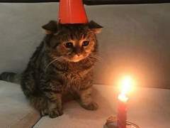 커미션 통합 공지