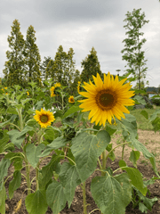 Age of new romance ; 누-로망스