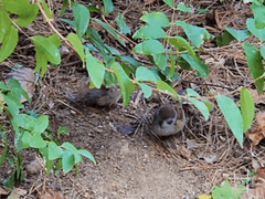 브베의 일상 - 자연처럼 조금만 생각을 덜하자