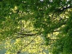 불사조 기사단/Raymond S. Fudge/xy/혼혈