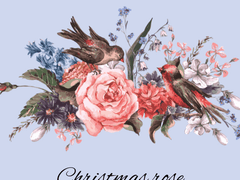 Christmas rose