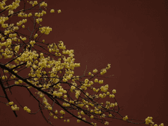 화산귀환 드림, 현서. 1화.