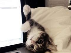 고양이도 게임을 할 수 있나요? 4