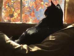 태양이 땅에 드리울 적에.