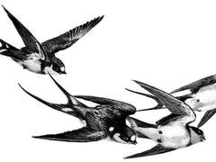 다니엘, 운명의 귀족에게.