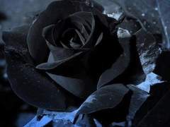 시들어버린 장미처럼