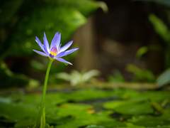 [화산귀환 드림] 사파 드림주가 오해를 받습니다