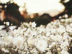 𝑯𝒂𝒓𝒓𝒚 & 𝑳𝒊𝒔𝒚