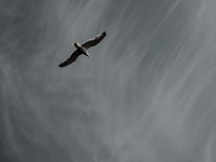 밤은 다정치 못합니다