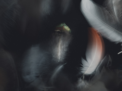 카펫에 우울을 엎질렀다.