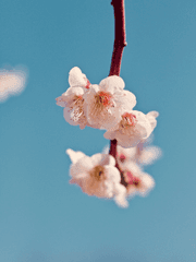 벚꽃나무 아래를 조심하세요