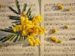 마루야마 히마리 (1)