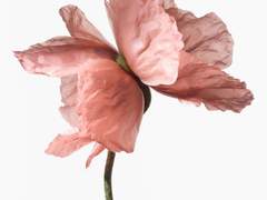 나는 꽃 이었다.