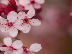 개화(현화산편)