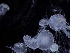 뜨거운 여름 밤은 가고 남은 건 볼품없지만