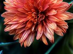 위험한 연애를 시작해 버렸어요...! 16