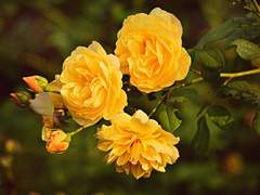 [화산귀환 드림] 사파드림주는 녹림왕이 너무 좋습니다