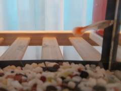 구피 키우기 시작했습니다