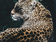 나래 달린 범 02