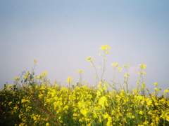 작전명 : 열아홉 손지우