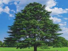 사주 오행별 매력과 성향 - 갑목편