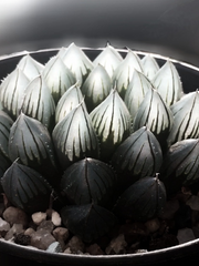 하월시아에게 꽃말을(가제)