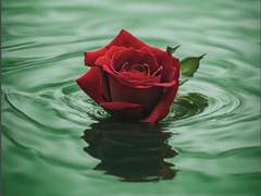 [화산귀환] 당보귀환 上