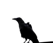 눈, 까마귀