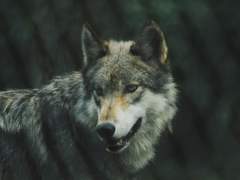 떠돌이 개 한 마리가 당신 마당에서 죽었다.