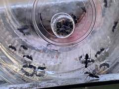 흡연구역 버려진 음료 빨대 속 개미