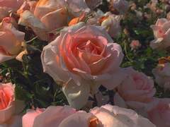 [소을]Wonderland 14