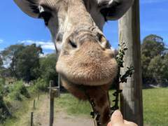 11월 17일) 환상적이었던 오라나 와일드 라이프 파크