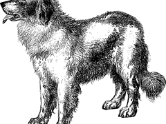 다니엘, 들꽃 같은 자에게