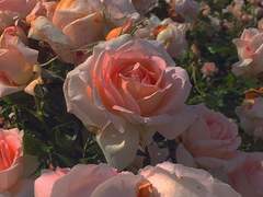 [소을]Wonderland 16