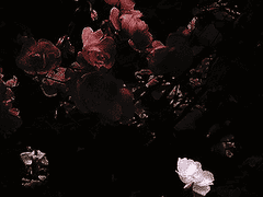 미네르바의 부엉이는 황혼이 저물어야 그 날개를 편다