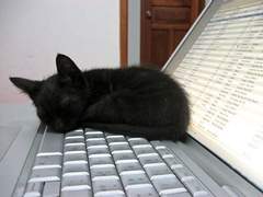 고양이도 게임을 할 수 있나요? 6