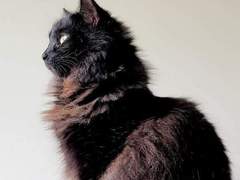 𝓒𝓱𝓲𝓵𝓭𝓱𝓸𝓸𝓭