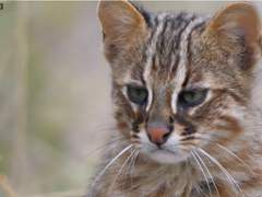 특별 수인 보호 센터의 고양이 +++