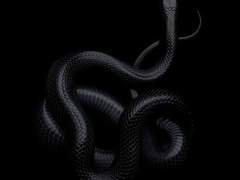 천년 묵은 뱀새끼