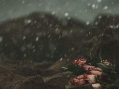 라이메녹스 프로필