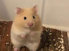 햄스터 수인 키우기