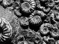 나의 자랑은 자멸이다.