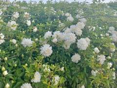 샤갈의 마을에도 눈은 내린다