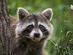 눌러붙어요 수인의 숲