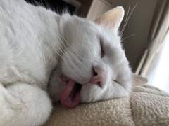 [ 도리벤 드림 / 범천 드림 ] 저희는 가좆같은 사이에요! (고양이 편)