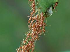 펌) 여럿이면서 하나같은… 곤충 집합체의 신비 / 세계일보